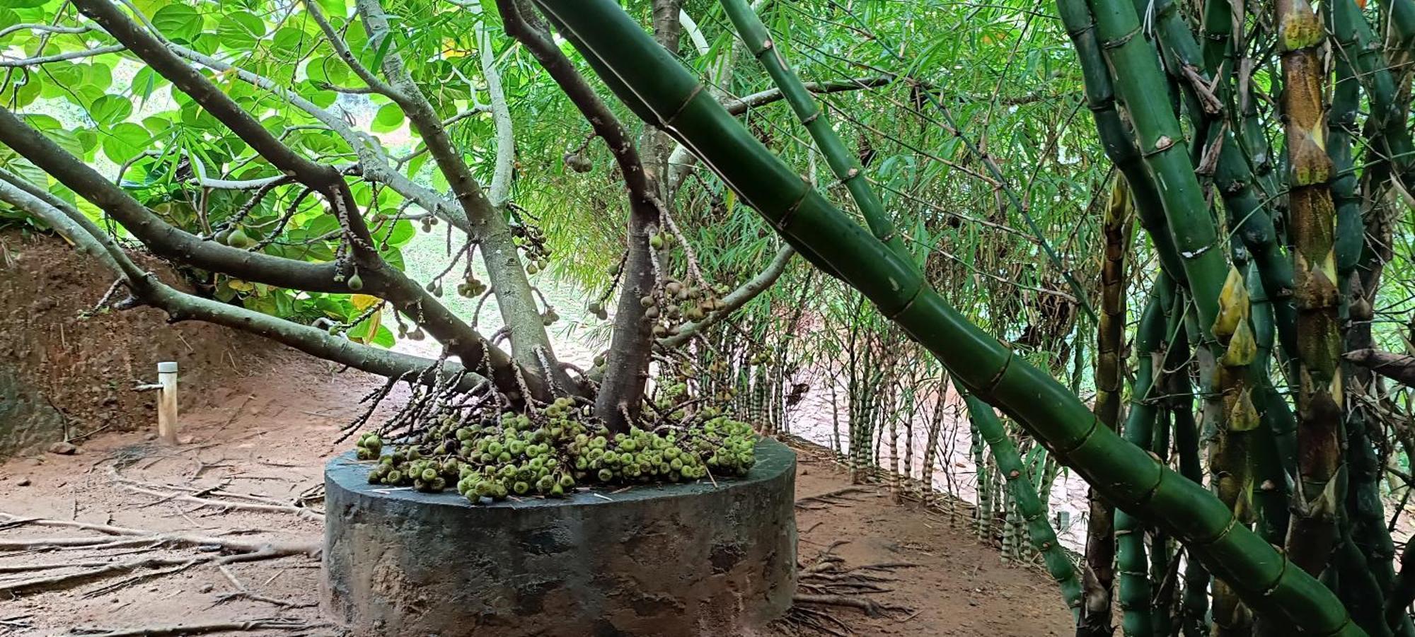 Thenmala Ecoresort Punalur Екстериор снимка